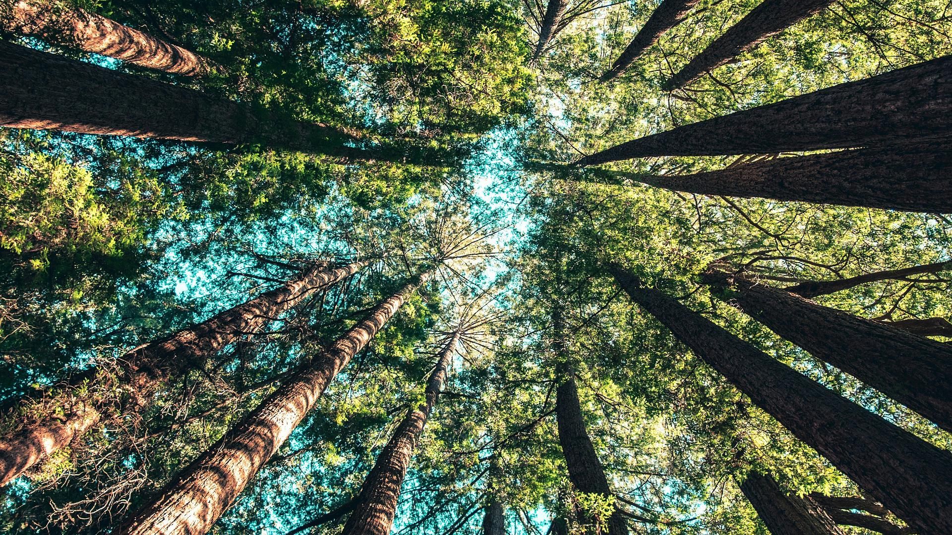 La nature comme refuge : ce que l’on apprend quand on s’arrête