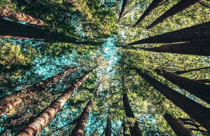 La natura com a refugi: el que aprenem quan parem
